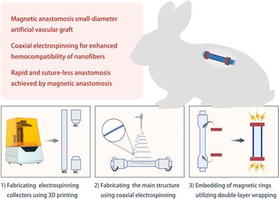 Enhanced hemocompatibility and rapid magnetic anastomosis of electrospun small-diameter artificial vascular grafts